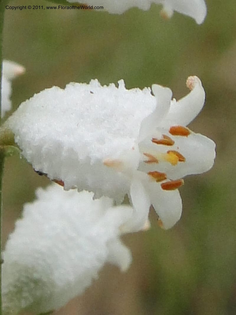 Aletris farinosa, Davidson, C 11748, USA, North Carolina, Brunswick County, Green Swamp off Hwy 211, W of Wilmington, 22 May 2010 (8).JPG