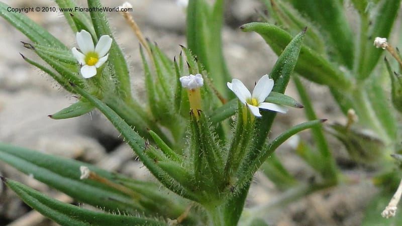 Microsteris gracilis, C. Davidson 11773--ID. Idaho Co. Warren Summit. 28 July 2010. 132 (38).jpg