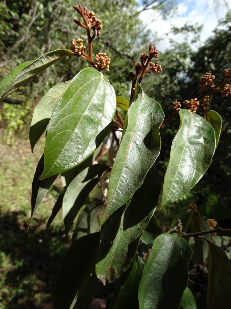Cryptocarya turrilliana, Lowry, P 7352--Fiji. Nabouwalu Rd. 5 Nov 2015. DSC09606 (9).JPG