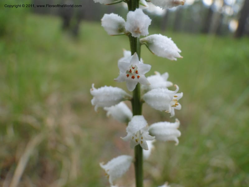 Aletris farinosa, Davidson, C 11748, USA, North Carolina, Brunswick County, Green Swamp off Hwy 211, W of Wilmington, 22 May 2010 (11).JPG