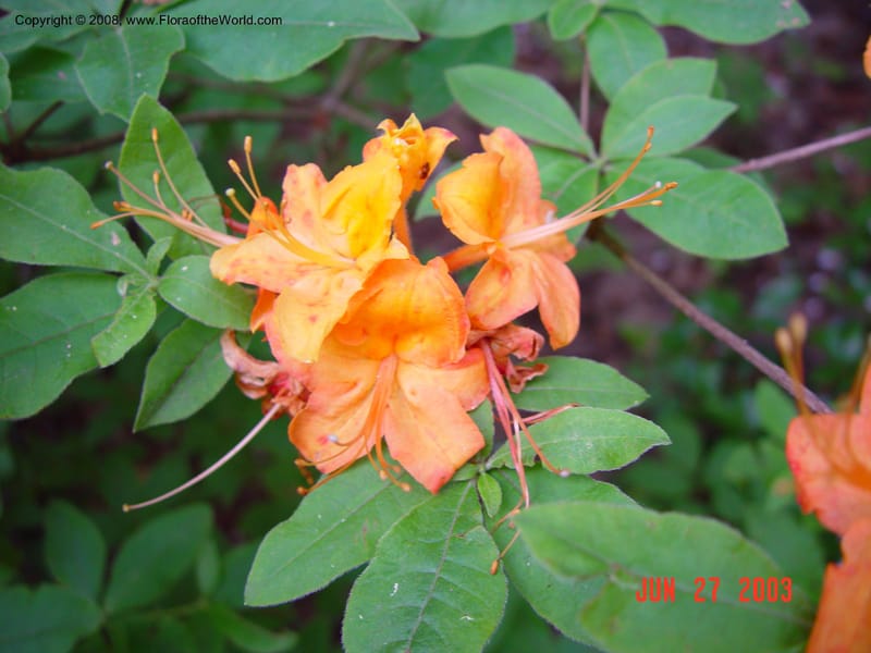 Rhododendron calendulaceum--CT. Redding. Highstead Arboretum. 27 Jun 03. 025.jpg