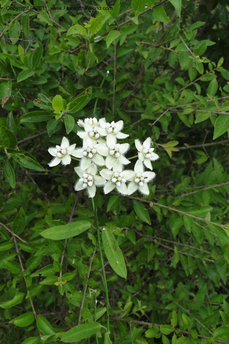Funastrum clausum, W. D. Stevens 31011--Paraguay. Edo. Pres. Hayes. Rta. 9. 13 Mar 2011. 258 (9).jpg