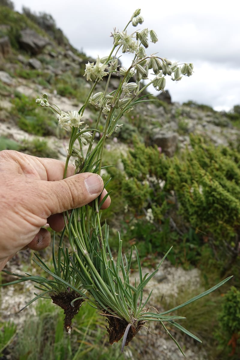 Silene gracilicaulis, D. Boufford 44025--China. Sichuan. Litang Xian. 15 Aug 2017. DSC06139 (247).JPG