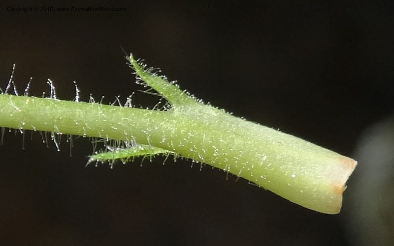 Drymocallis pseudorupestris, Davidson, C 12863--ID. Idaho Co. Seven Devils Mtns. 20 Jul 2015. DSC07745 (52).JPG