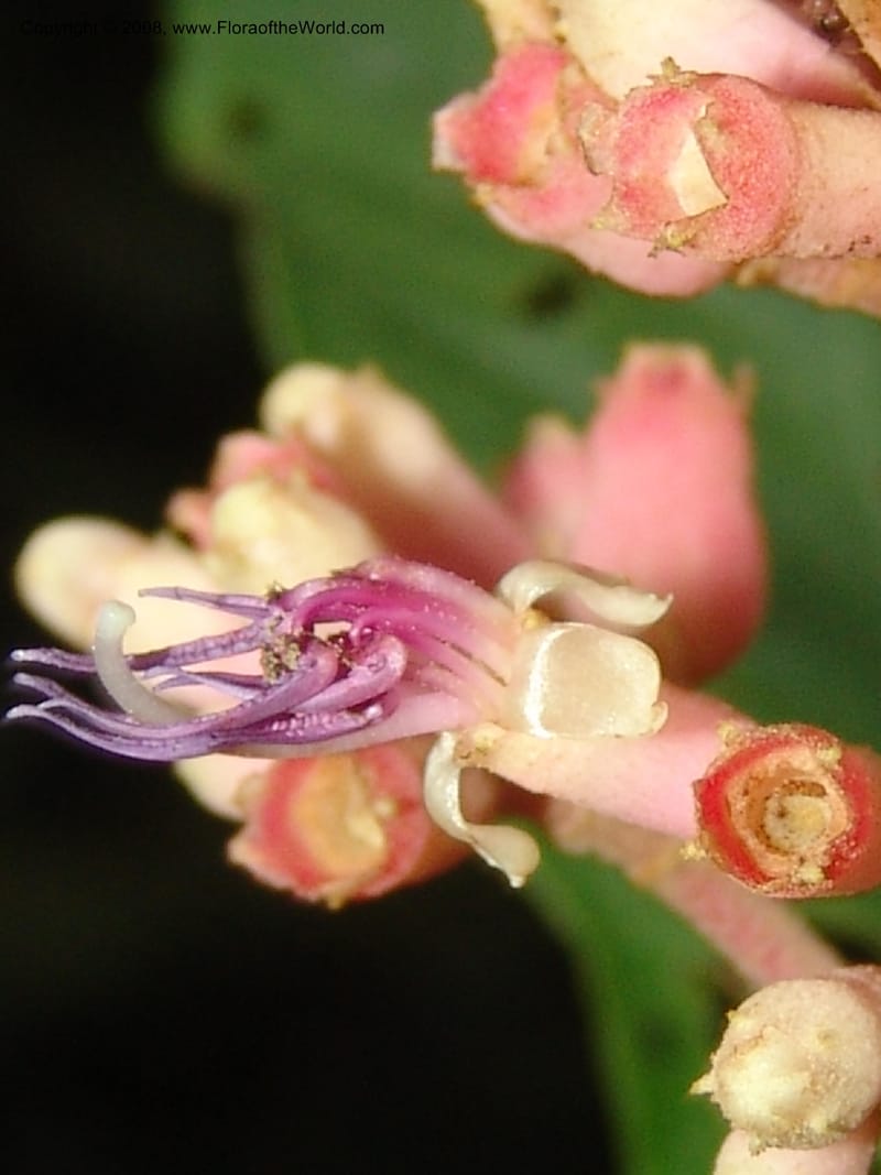 Miconia impetiolaris, RVasquez33019--Peru. Pillcopata. Qbda Pini Pini. 29 Oct 07. 832.jpg