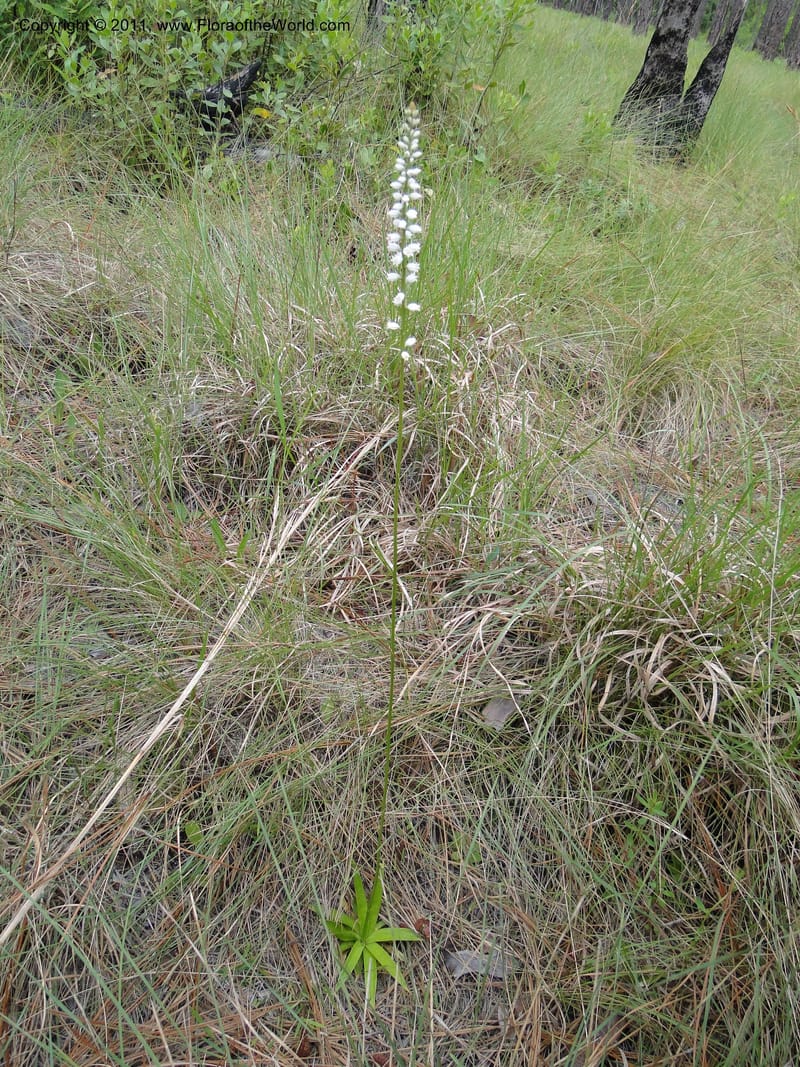 Aletris farinosa, Davidson, C 11748, USA, North Carolina, Brunswick County, Green Swamp off Hwy 211, W of Wilmington, 22 May 2010 (5).JPG