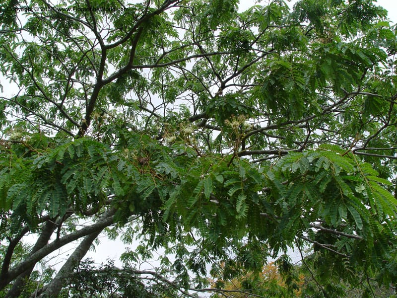 Albizia adianthifolia--So. Africa. KwaZuluNatal. .  Durban, Kranzkloof yard tree. 28 Sep 03. 005. .jpg