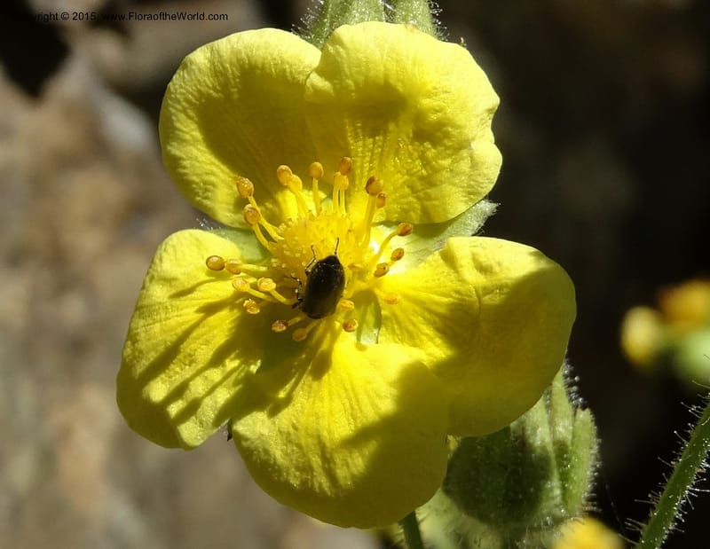 Drymocallis pseudorupestris, Davidson, C 12863--ID. Idaho Co. Seven Devils Mtns. 20 Jul 2015. DSC07745 (37).JPG