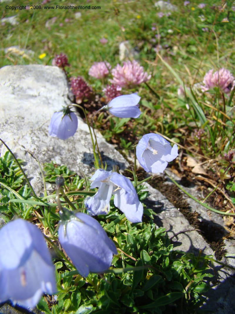Campanula, CDavidson11252--Slovenia. Gorenska Reg. Velika Planina. 6 Jul 08. 120.jpg