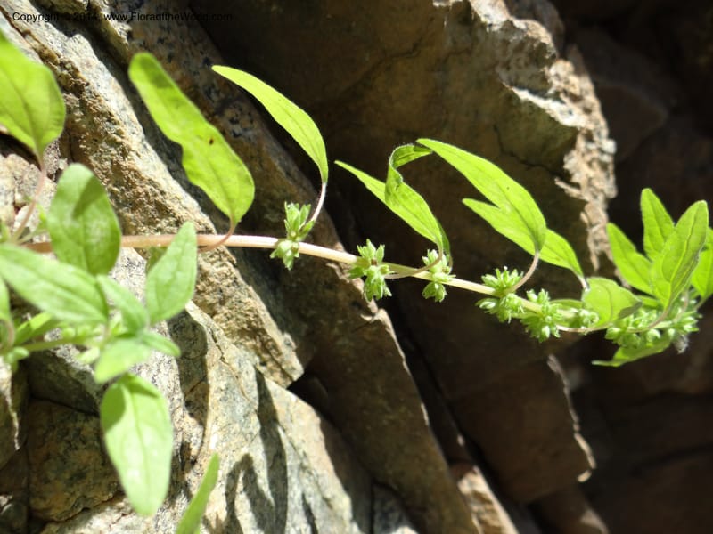 Parietaria pensylvanica, Davidson, C 12143--Oregon. Wallowa Co. Imnaha River. 7 May 2013. DSC03887 (257).JPG