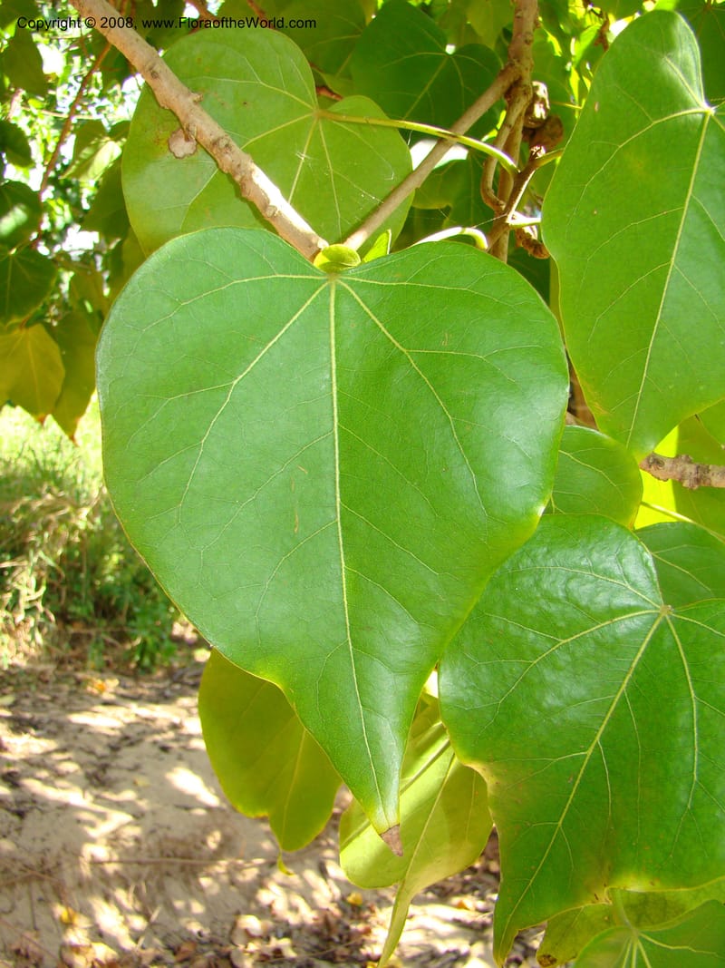 Thespesia populnea--Hawaii. W Maui. DT Fleming St Beach Park. 26 Mch 08. 007.jpg