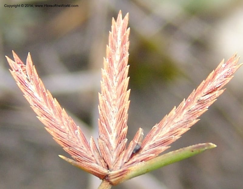 Cyperus rupestris--So.Africa. E. Cape. Umtamvuna Nat. Res. 11 Mch 05. 369a.jpg