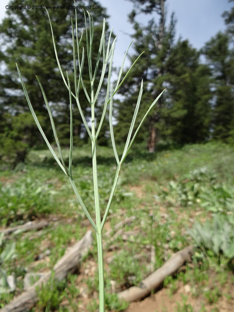 Lomatium graveolens, Mansfield, D 12-598--ID. Bear Lake Co. Mt. Sherman. 13 Jul 2012. DSC03473 (34).JPG