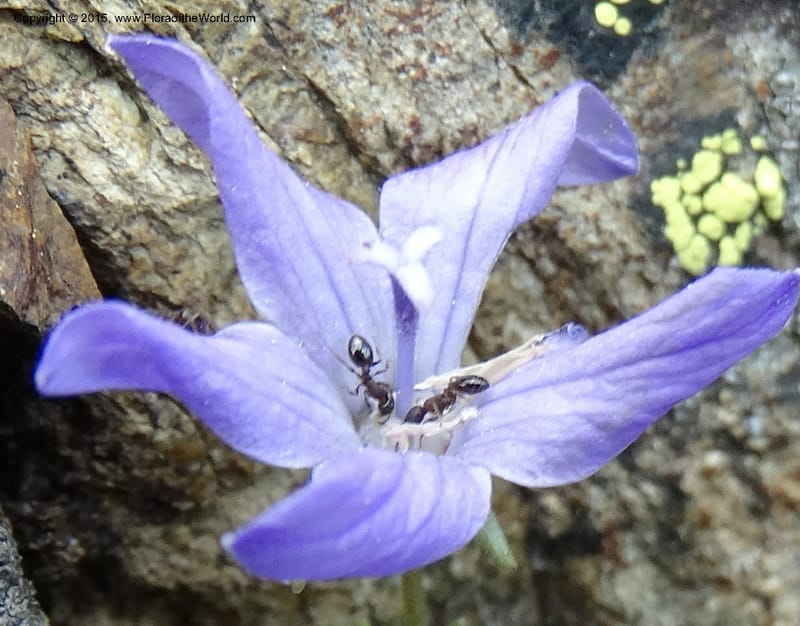 Campanula, Davidson, C 12592B--ID. Idaho Co. Seven Devils Camp Ground. 15 Jul 2014. DSC00113 (173).JPG