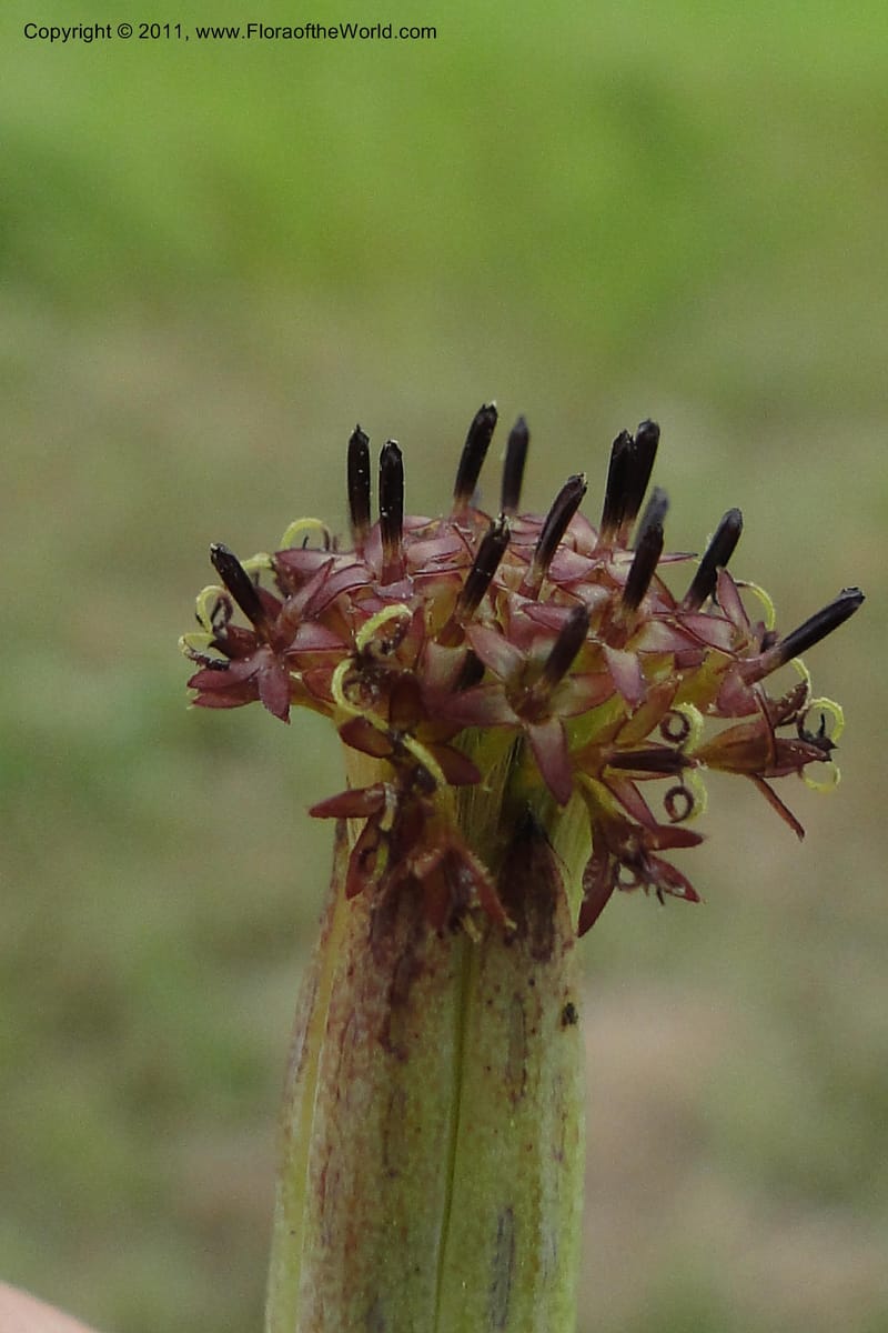 Porophyllum lanceolatum, W. D. Stevens 31034--Paraguay. Edo. Pres. Hayes. Rta. 9. 13 Mar 2011. 121 (23).jpg