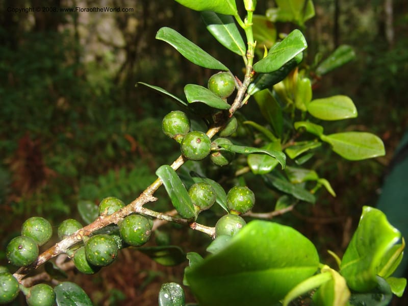 Ficus pyrifolia vel aff., RRanaivojaona1298--Madag. Prov. Fianar. Ranomafana Nat. Pk. 10 Jan 06. 126.jpg