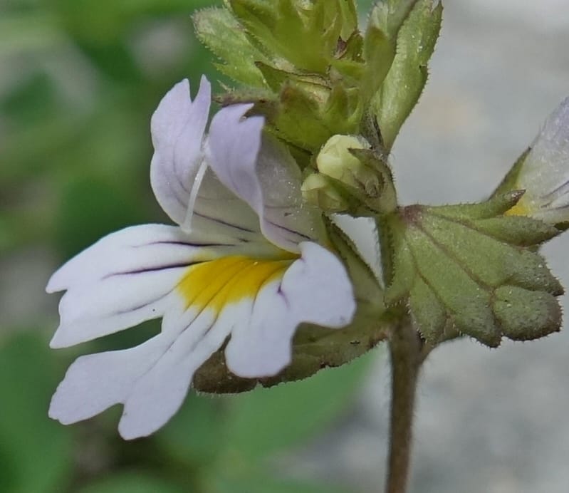 Euphrasia alpina, Not collected--Switzerland. Sass Almagell. Lac Mattmark. 3 Jul 2016. DSC08449 (38).JPG