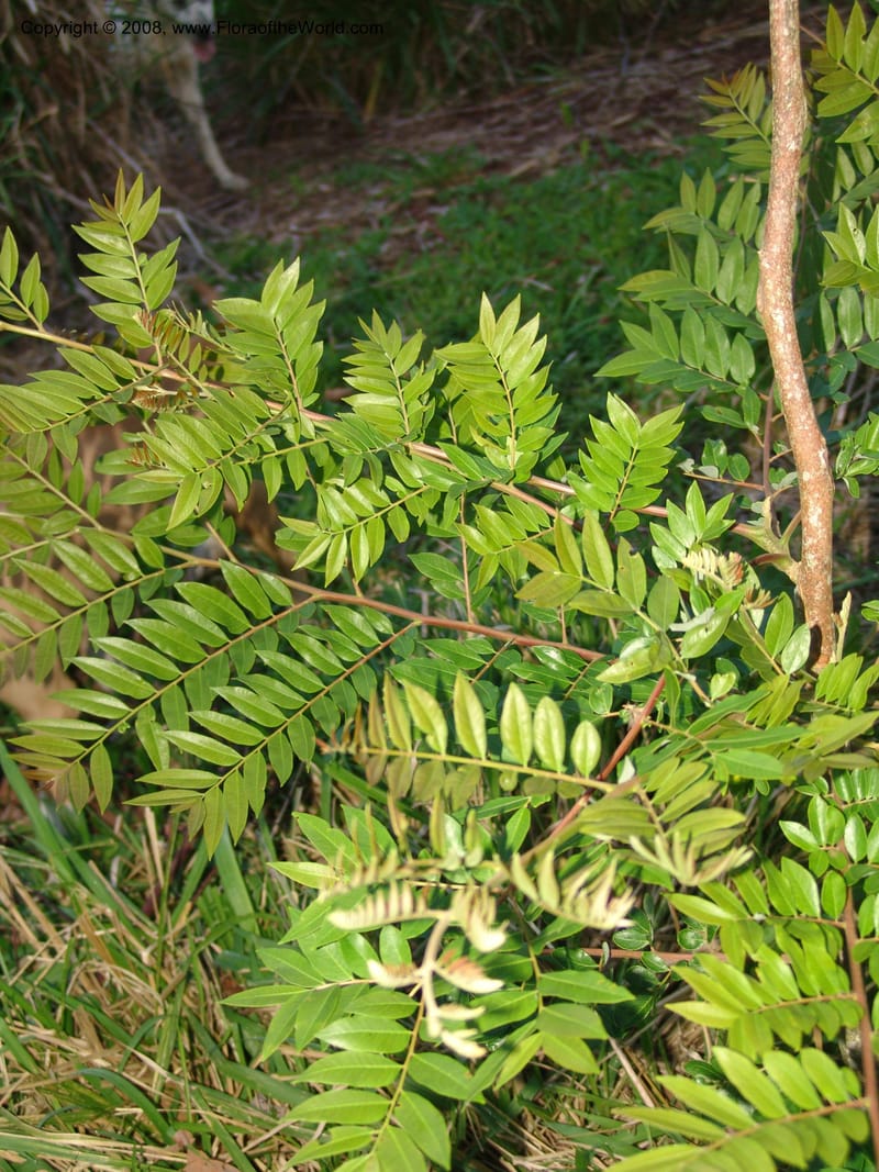 Dictyoloma peruvianum, RVasquez33025--Peru. Pillcopata. Qbda Pini Pini. 29 Oct 07. 995.jpg