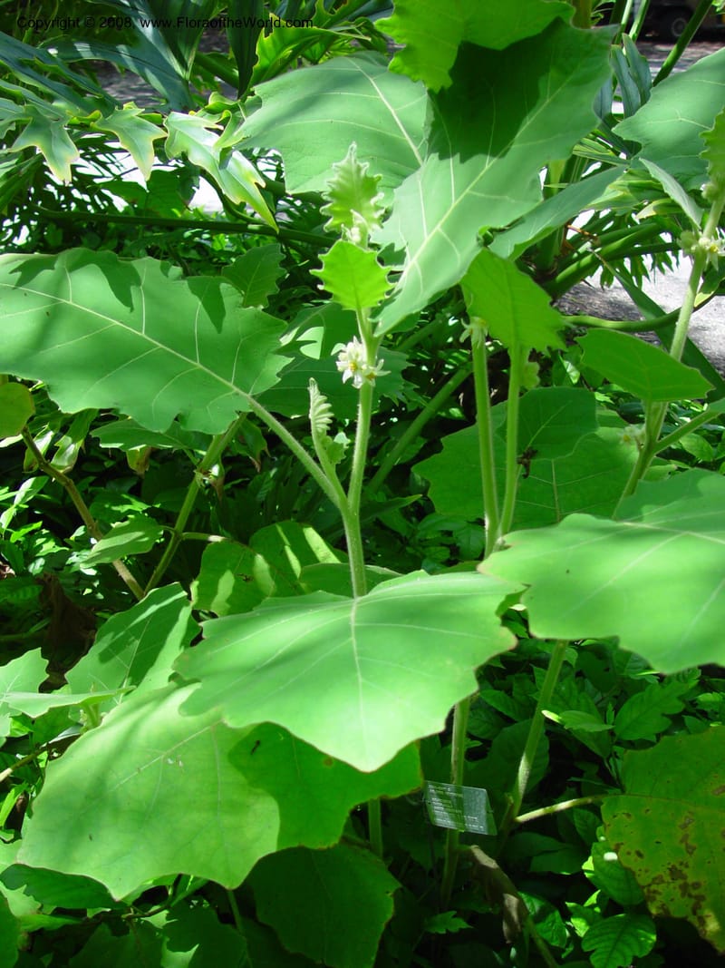 Solanum quitoense--FL. Fairchild Tropical Gard. 7 Apr 03. 172.jpg