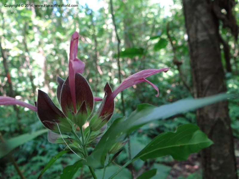 Dicliptera anomala, A. Lopez Cruz 1449--Mexico. Chiapas. El Ocote. 22 Feb 2012.  (90).JPG