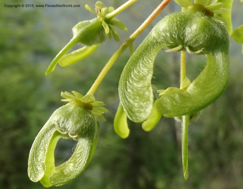 Acer, Boufford, D 43670--China. Sichuan. GuoBaYan, HanBaiYu Shan. 12 May 2014. DSC05373 (215).JPG