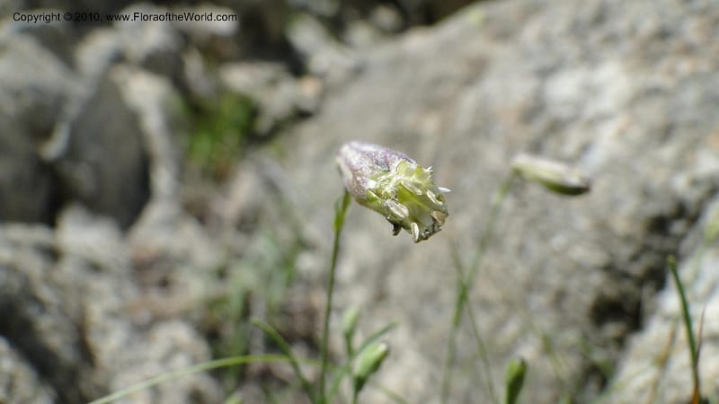 Silene repens, C. Davidson 11766--ID. Idaho Co. Josephine Lk Rd . 27 July 2010. 001 (63).jpg
