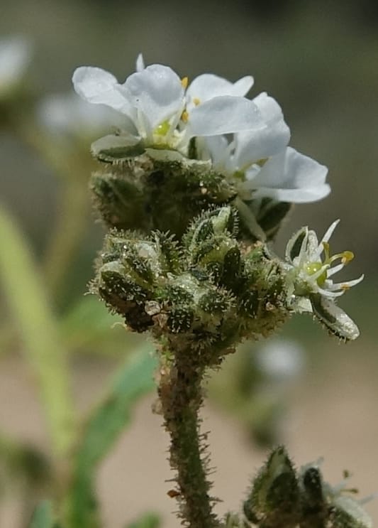 Limeum myosotis, L. Nanyeni 1158--Namibia. B1 to Rehoboth, Frankie Fredricks St. 15 Mar 2018. DSC00565 (445).JPG