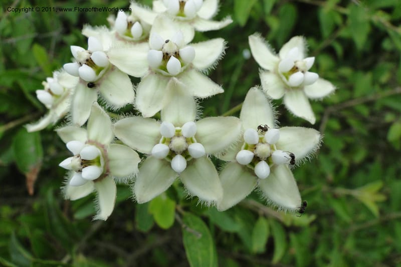 Funastrum clausum, W. D. Stevens 31011--Paraguay. Edo. Pres. Hayes. Rta. 9. 13 Mar 2011. 258 (3).jpg