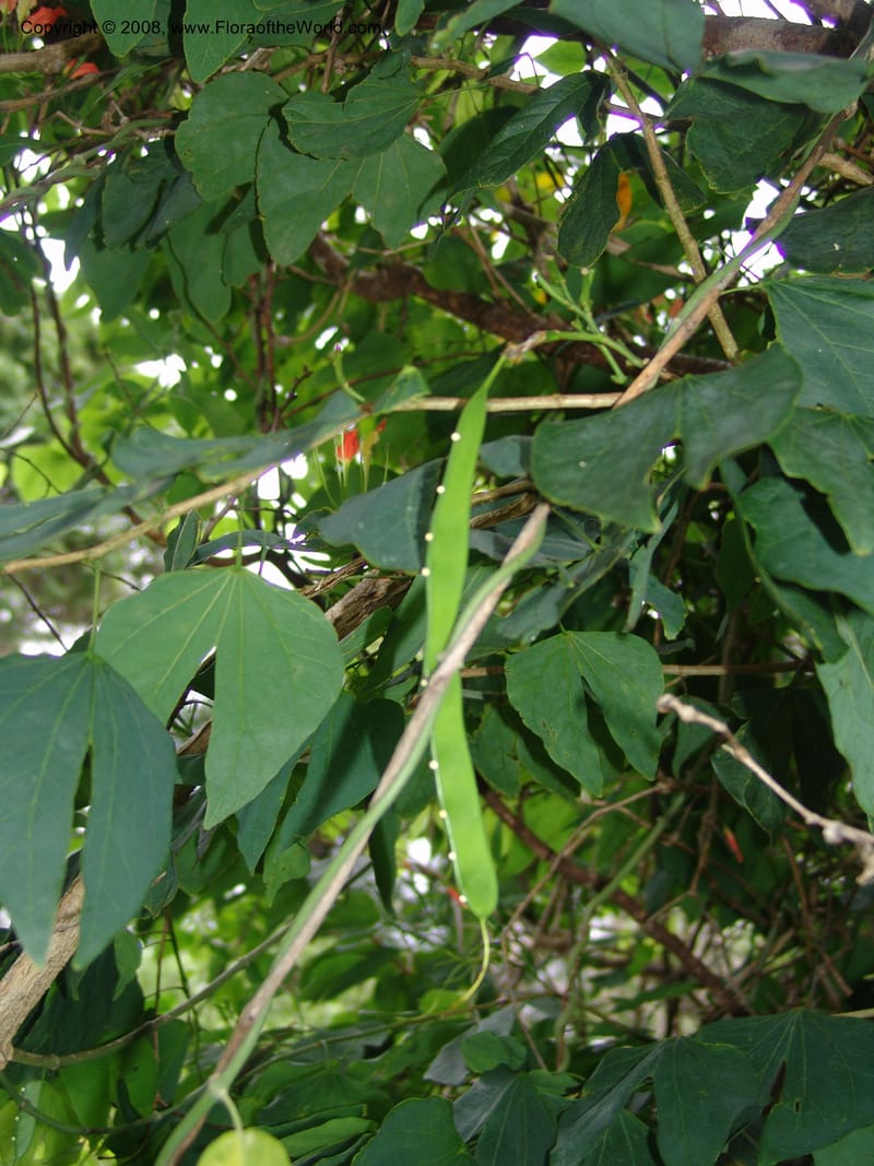 Bauhinia--Madag. Prov. Tuliar. Parc Nat. Zombitse.  13 Jan 06. 409.jpg