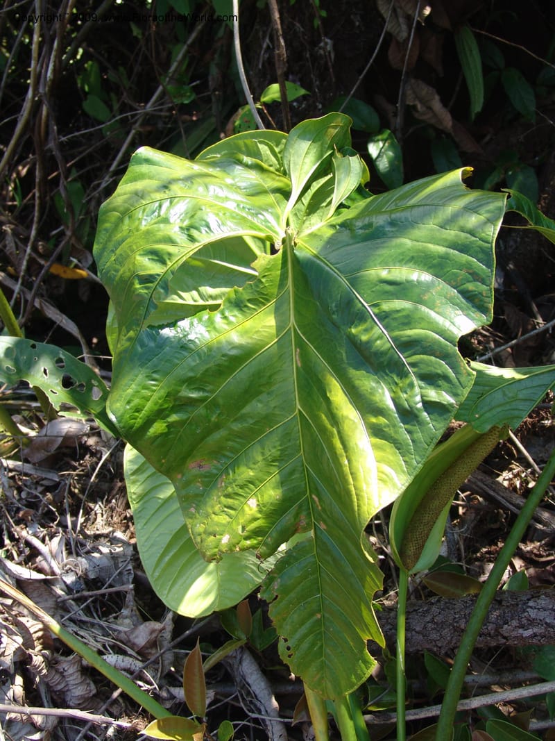 Anthurium, Croat98838--Ecuador. Prv. Zamora Ch. C. del Condor. Silica mine, Las Orq.18 Sep 07. 362.jpg