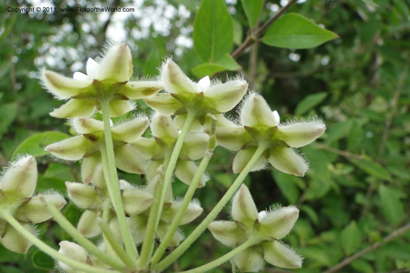 Funastrum clausum, W. D. Stevens 31011--Paraguay. Edo. Pres. Hayes. Rta. 9. 13 Mar 2011. 258 (6).jpg