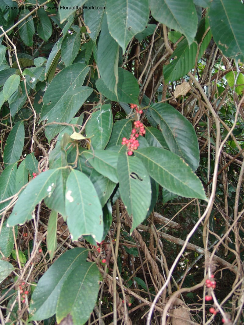 Doliocarpus dentatus, A Murakami 3053--Bolivia.  Pq. Nal. Madidi. Margin of Laguna Chalalan. 22 Sep 06. 067 (1).jpg