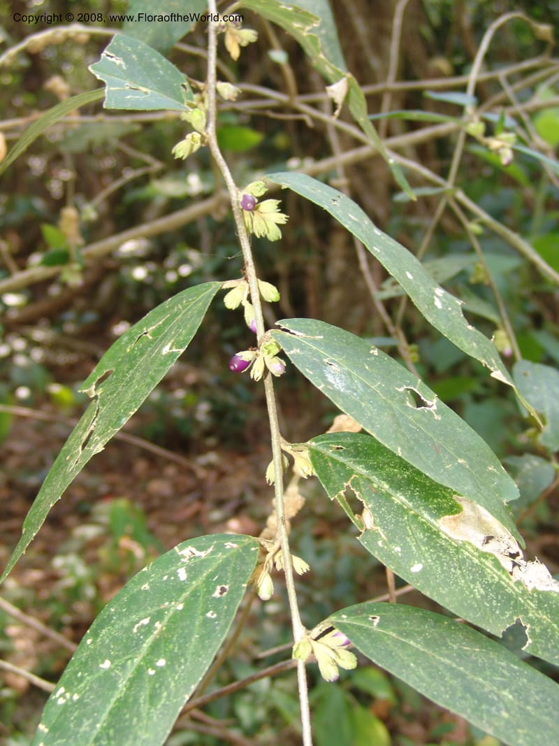 Cestrum, AAraujoM2970--Bolivia. N of Apolo. Rio Machariapu. 18 Sep 06. 355.jpg