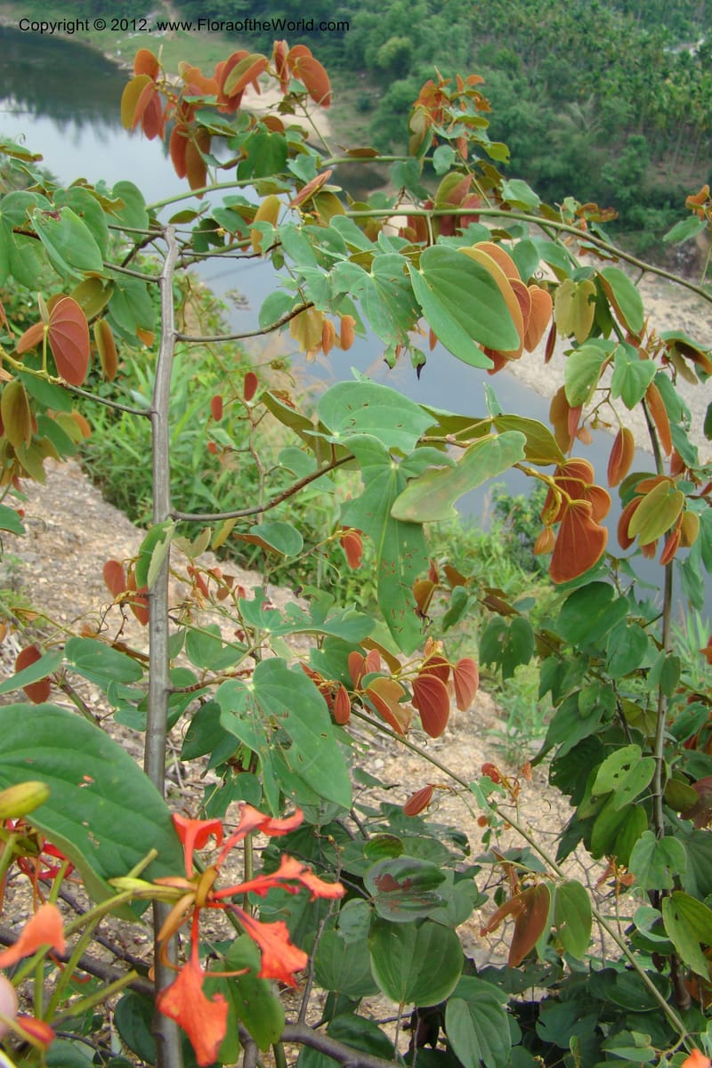 Bauhinia, Regalado 1717--Viet Nam. Thua Thien Hue Prov. Nam Dong Distr. Thuang.12 Apr 09. 294.jpg