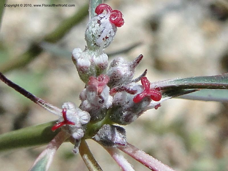 Euphorbia eriantha, C. Davidson 11664--California. Riverside Co. 1 April 2010. 309 (8).jpg