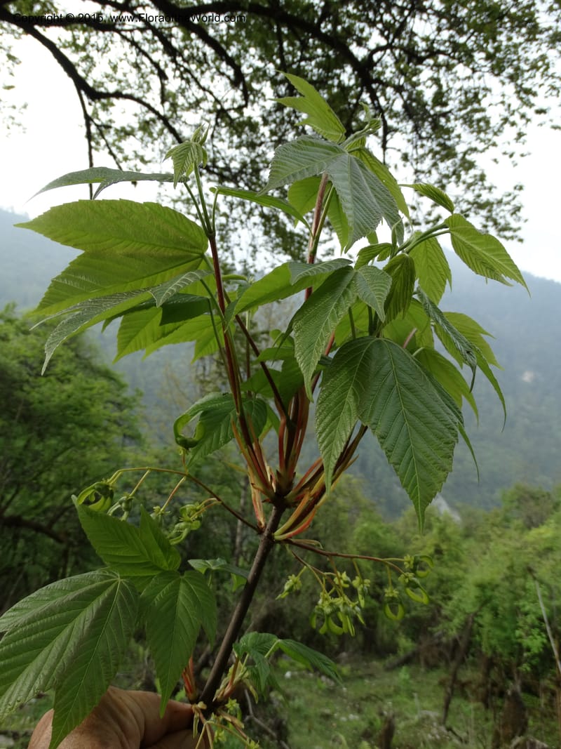 Acer, Boufford, D 43670--China. Sichuan. GuoBaYan, HanBaiYu Shan. 12 May 2014. DSC05373 (203).JPG