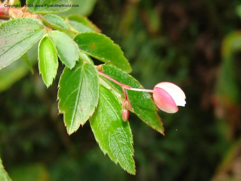 Begonia foliosa, Croat94552--Ecuador. Prov. Pichincha. Tandayapa-Nono. 13 Feb 05. 176.jpg