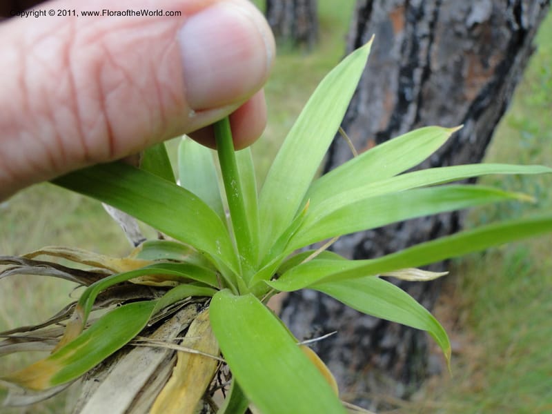 Aletris farinosa, Davidson, C 11748, USA, North Carolina, Brunswick County, Green Swamp off Hwy 211, W of Wilmington, 22 May 2010 (15).JPG
