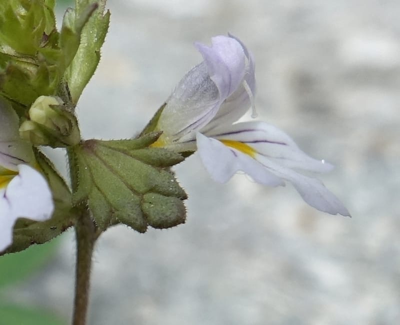 Euphrasia alpina, Not collected--Switzerland. Sass Almagell. Lac Mattmark. 3 Jul 2016. DSC08449 (36).JPG