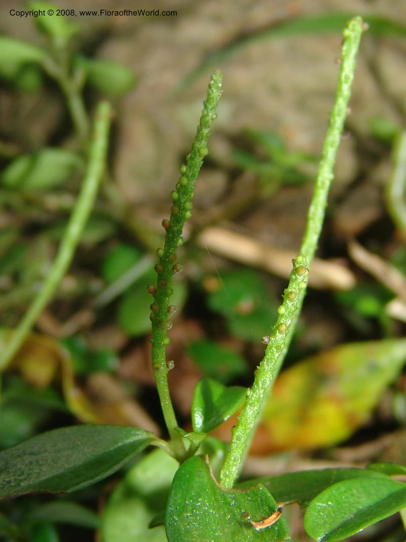 Peperomia retusa--So.Africa. Mpumal. Buffelskloof Private Nat. Res. 17 Mch 05. 225.jpg
