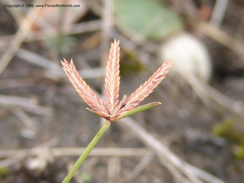 Cyperus rupestris--So.Africa. E. Cape. Umtamvuna Nat. Res. 11 Mch 05. 369.jpg