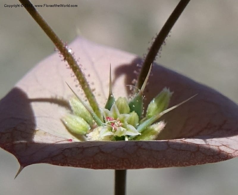 Oxytheca perfoliata, Davidson, C 13128--California. Inyo Co. Mahogany-Wild Rose Rd. 19 Apr 2016.  (147).JPG