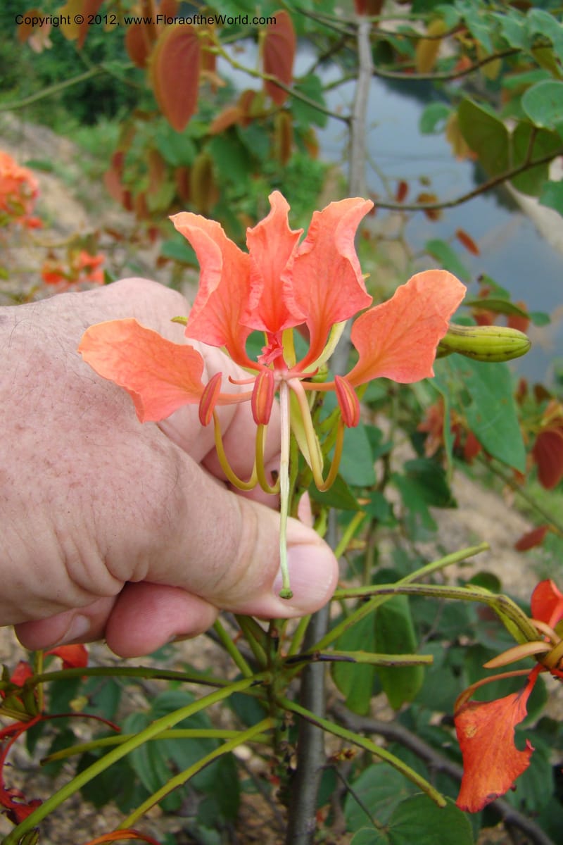 Bauhinia, Regalado 1717--Viet Nam. Thua Thien Hue Prov. Nam Dong Distr. Thuang.12 Apr 09. 293.jpg