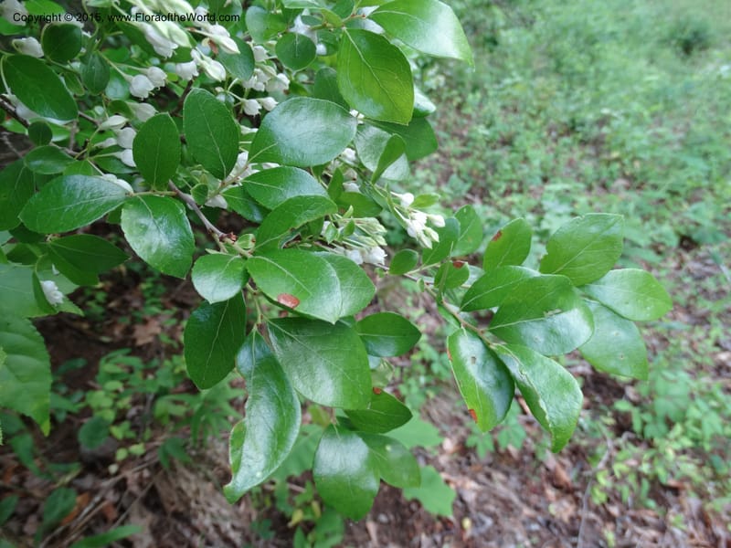Vaccinium arboreum, Davidson, C 13042--South Carolina. Oconee Co. Tugaloo R. 19 May 2015.  (82).JPG