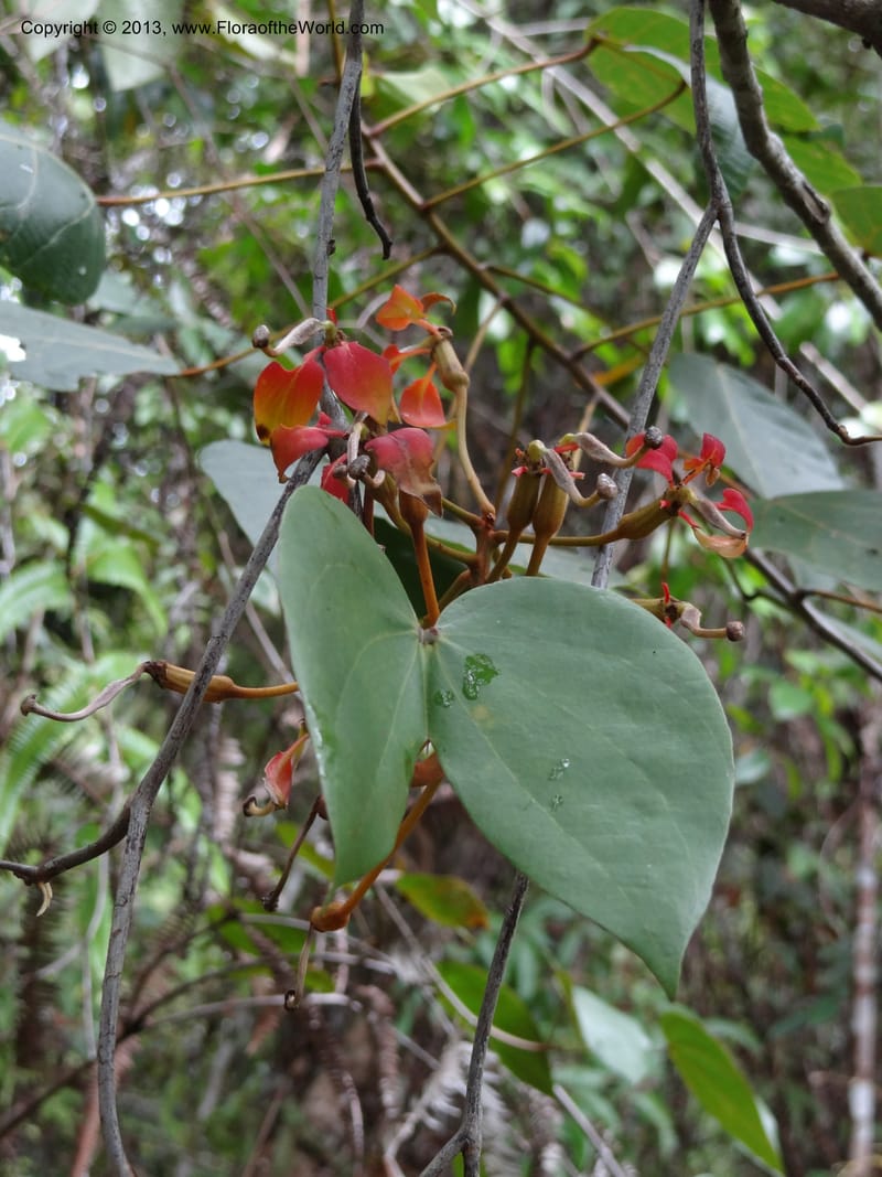 Bauhinia kockiana, SAN.153247--Malaysia, Sabah. Tawai For. Res. 9 Apr 2012. DSC07890 (35).JPG