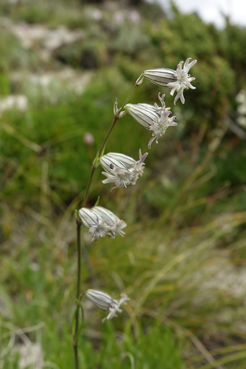 Silene gracilicaulis, D. Boufford 44025--China. Sichuan. Litang Xian. 15 Aug 2017. DSC06139 (256).JPG