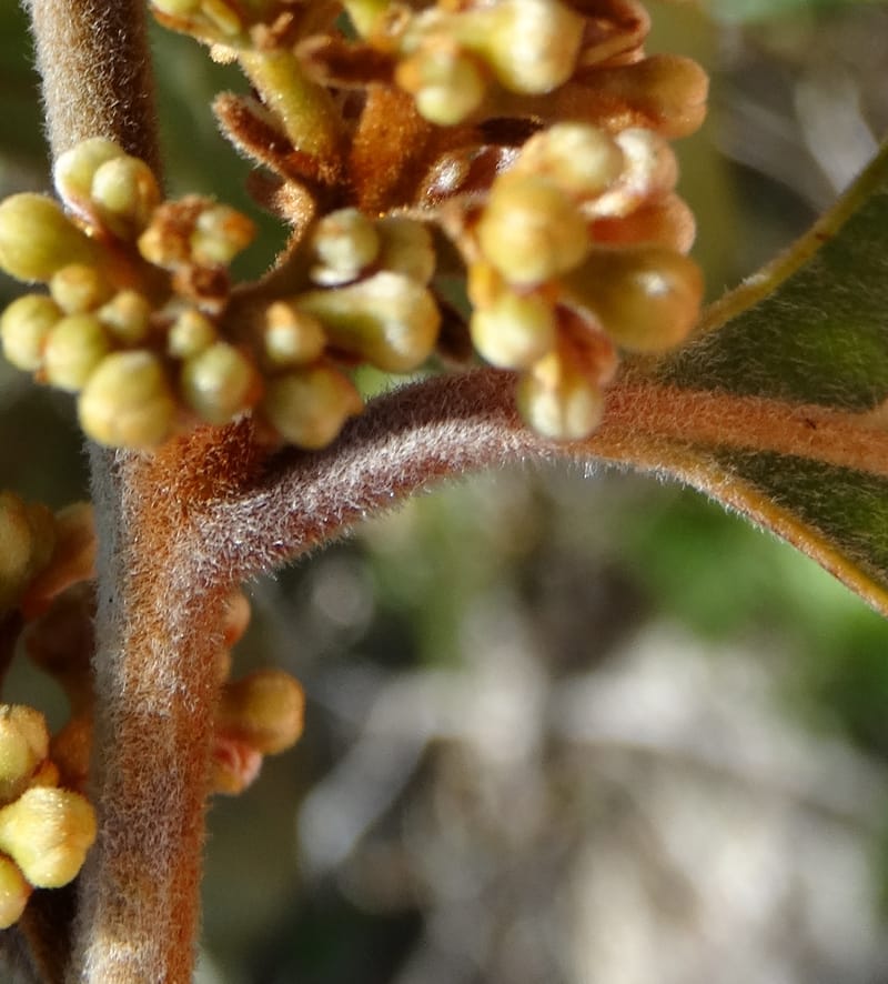 Cryptocarya turrilliana, Lowry, P 7352--Fiji. Nabouwalu Rd. 5 Nov 2015. DSC09606 (24).JPG