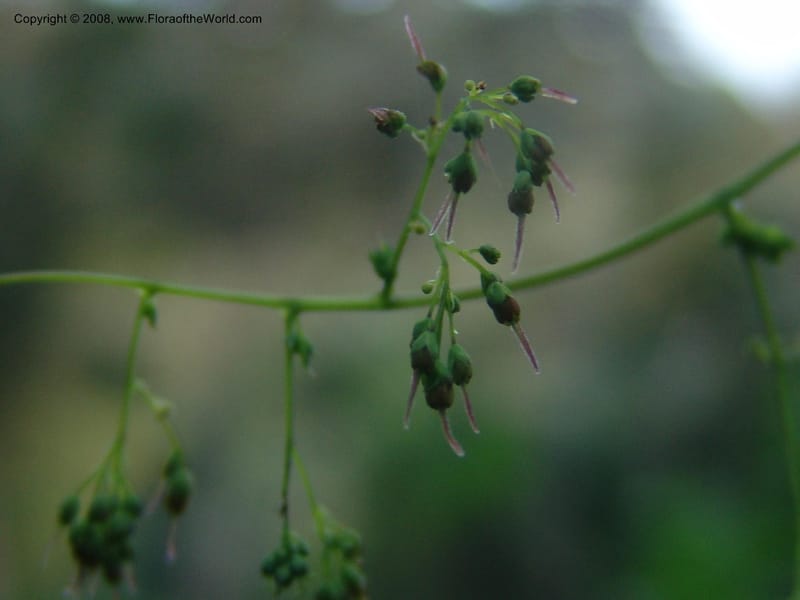 Thalictrum rhynchocarpum--Kenya. Brooks Bond Tea Estate, Kericho. 8 Jul 04. 124.jpg