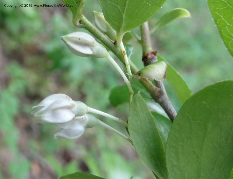 Vaccinium arboreum, Davidson, C 13042--South Carolina. Oconee Co. Tugaloo R. 19 May 2015.  (95).JPG