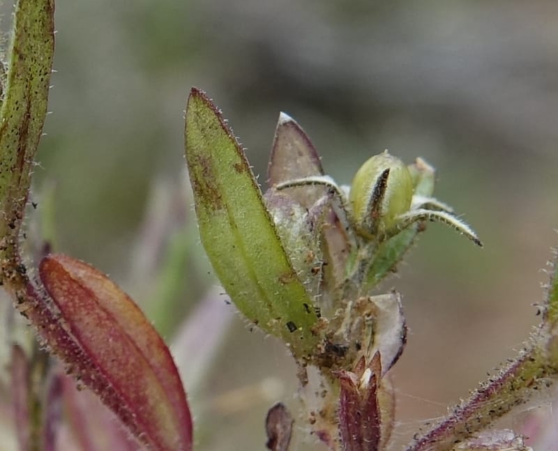 Microsteris gracilis var. humilior, C. Davidson 13566--ID. Blaine Co. Rock Creek Preserve. TNC. 14 May 2017. DSC00477 (126).JPG